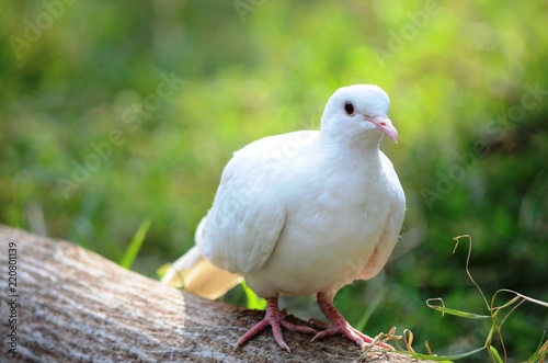 A white dove