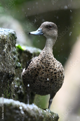 A duck in shower