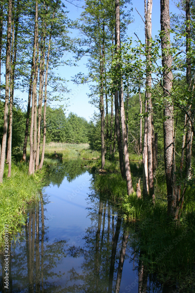 Little river in the forest Little river in the forest