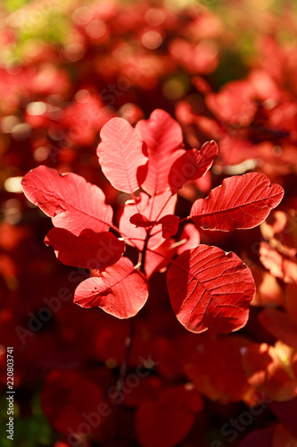 Bright red leafe in sun light in chisinau park