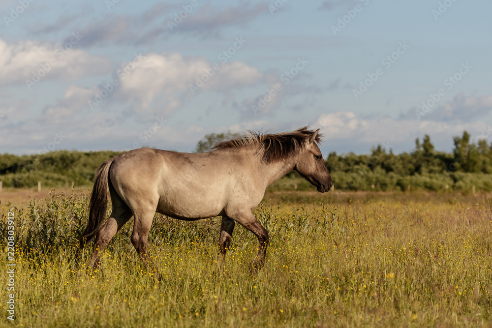 beautiful wild horses graze in grasslands beautiful wild horses graze in grasslands