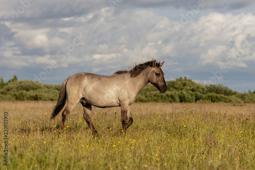 beautiful wild horses graze in grasslands © Normunds