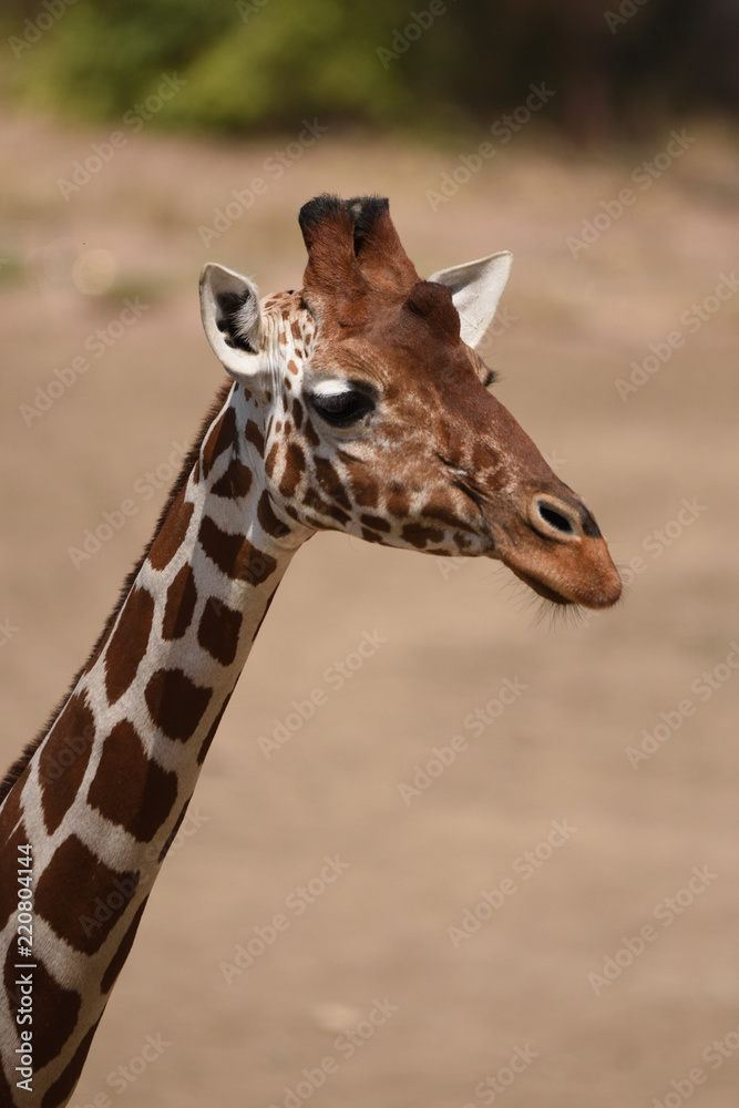 Naklejka premium Reticulated giraffe (Giraffa camelopardalis reticulata)