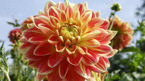 Fototapeta Naklejka Na Ścianę i Meble -  Pink garden dahlia