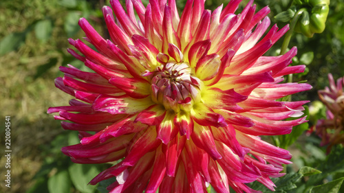 Fototapeta Naklejka Na Ścianę i Meble -  Pink garden dahlia