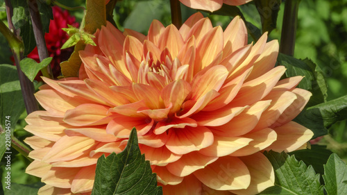 Fototapeta Naklejka Na Ścianę i Meble -  Red garden dahlia