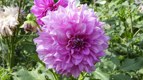 Fototapeta Naklejka Na Ścianę i Meble -  Pink garden dahlia
