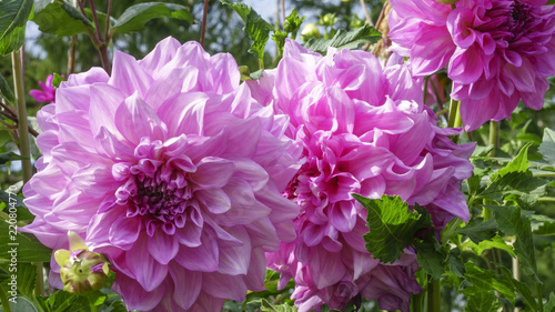 Fototapeta Naklejka Na Ścianę i Meble -  Pink garden dahlia