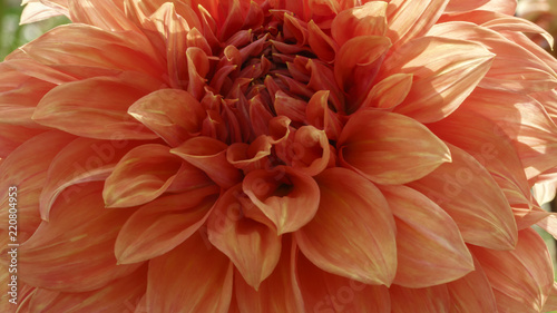 Fototapeta Naklejka Na Ścianę i Meble -  Red garden dahlia