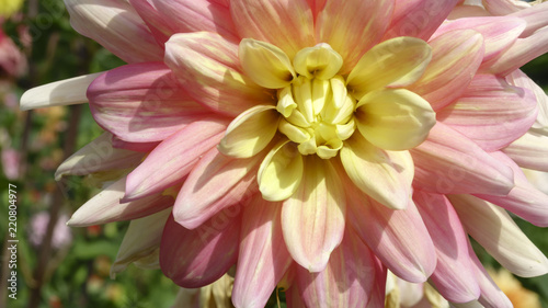 Fototapeta Naklejka Na Ścianę i Meble -  Pink garden dahlia