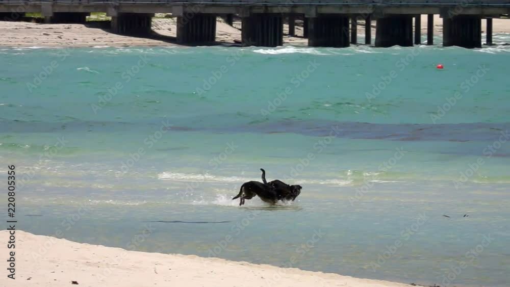 Two Dogs Having Fun in the Sea by the Sandy Beach Two Dogs Having Fun in the Sea by the Sandy Beach