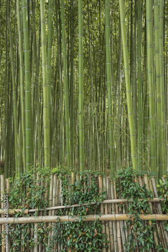 Bamboo forest in Arashiyama Kyoto  Japan