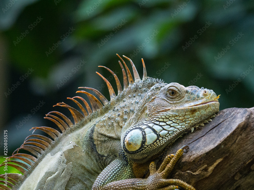 Fototapeta premium Iguane