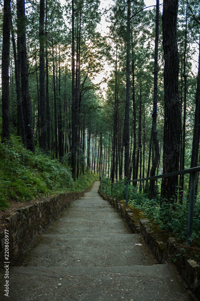 Fototapeta premium Lonely forest path
