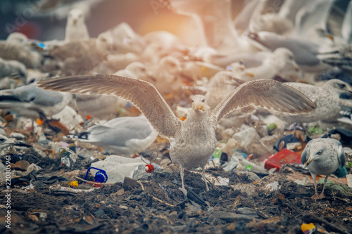 Photography seagull in city garbage dump catch food