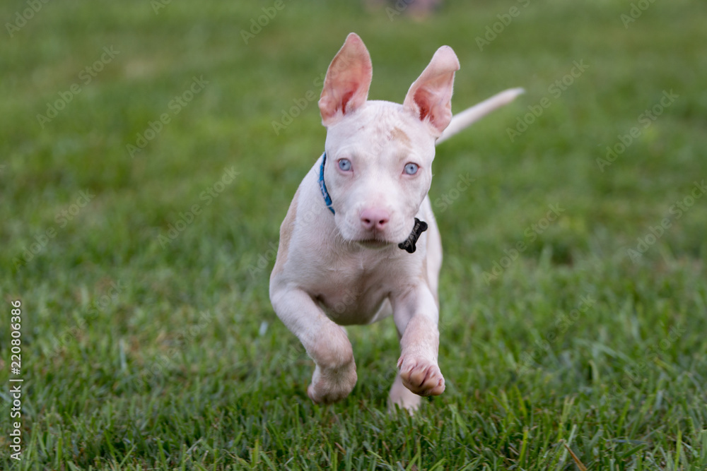Adorable deaf albino  puppy running toward the camera