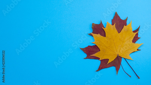 Yellow red leaves in autumn at blue background