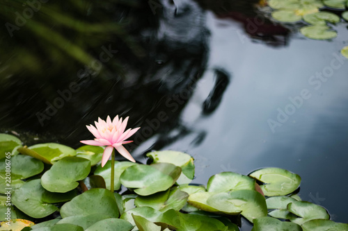Lotus in a pond