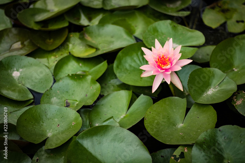 Lone Lotus