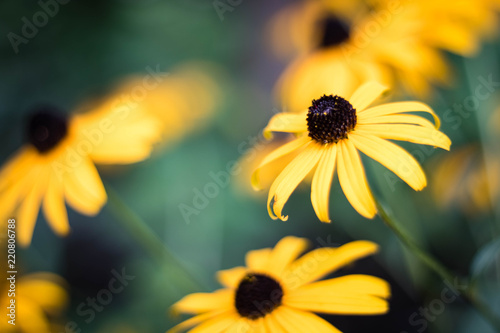 Yellow flower