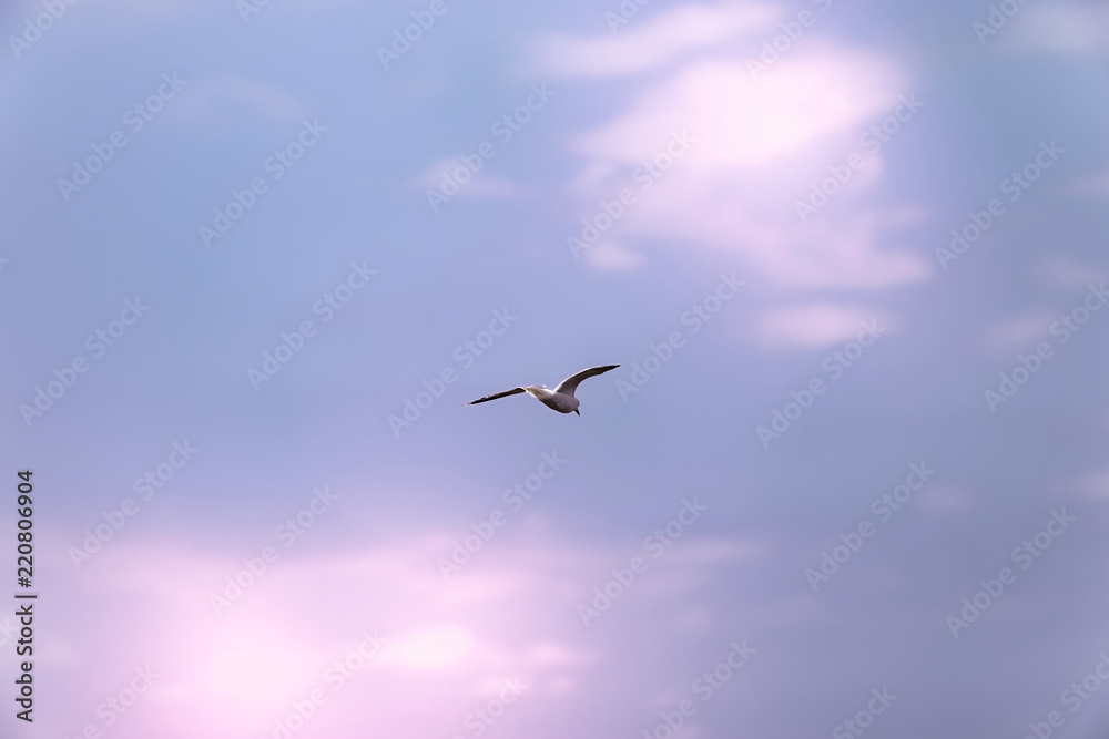 Nature scene of a Seagull against blue sky and red colored clouds Nature scene of a Seagull against blue sky and red colored clouds
