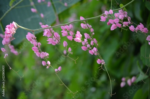 Pink flowers