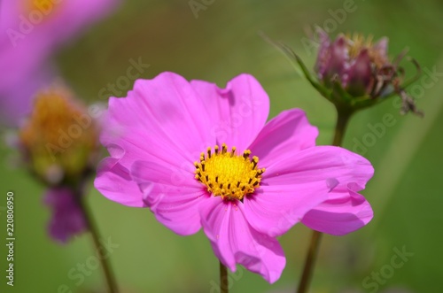 Pink flower