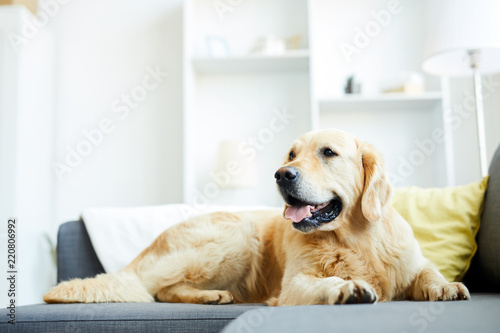 Fototapeta Naklejka Na Ścianę i Meble -  Fluffy labrador lying on sofa in living-room with nobody around