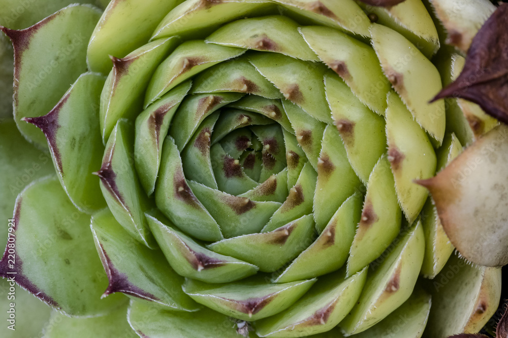 pianta grassa rosetta Sempervivum pianta grassa rosetta Sempervivum