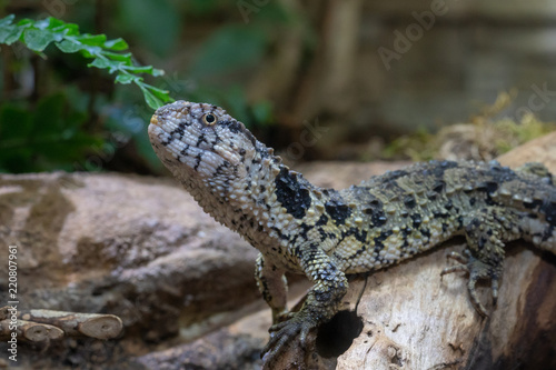 Chinese Crocodile Lizard, Shinisaurus crocodilurus