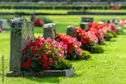 Fototapeta Naklejka Na Ścianę i Meble -  Row of grave stones with red and pink flowers