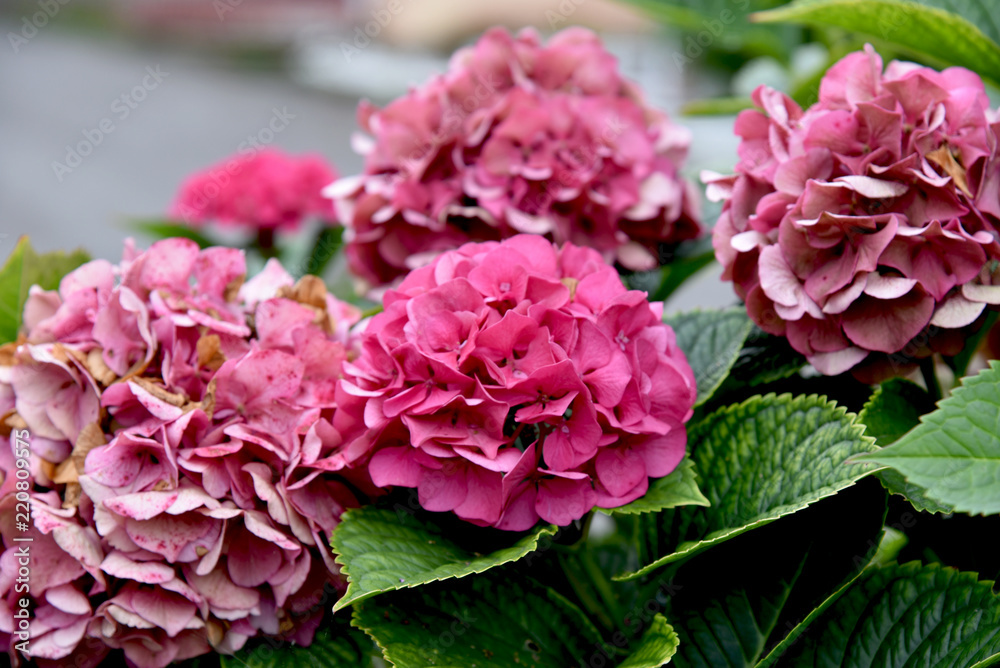 splendid outdoor hydrangea