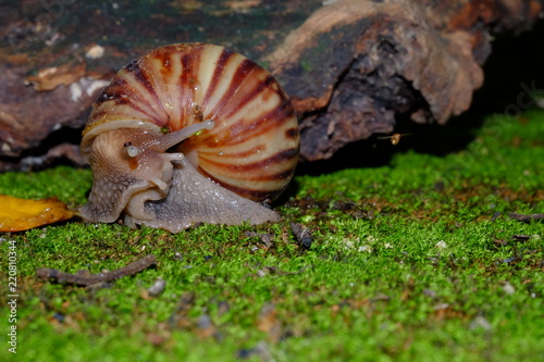 Snail's life in nature crawling on the green grass fine some food