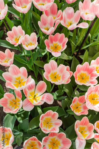 Fototapeta Naklejka Na Ścianę i Meble -  tulips in spring field
