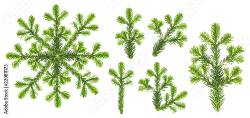 Christmas tree branches Spruce twigs isolated white background set