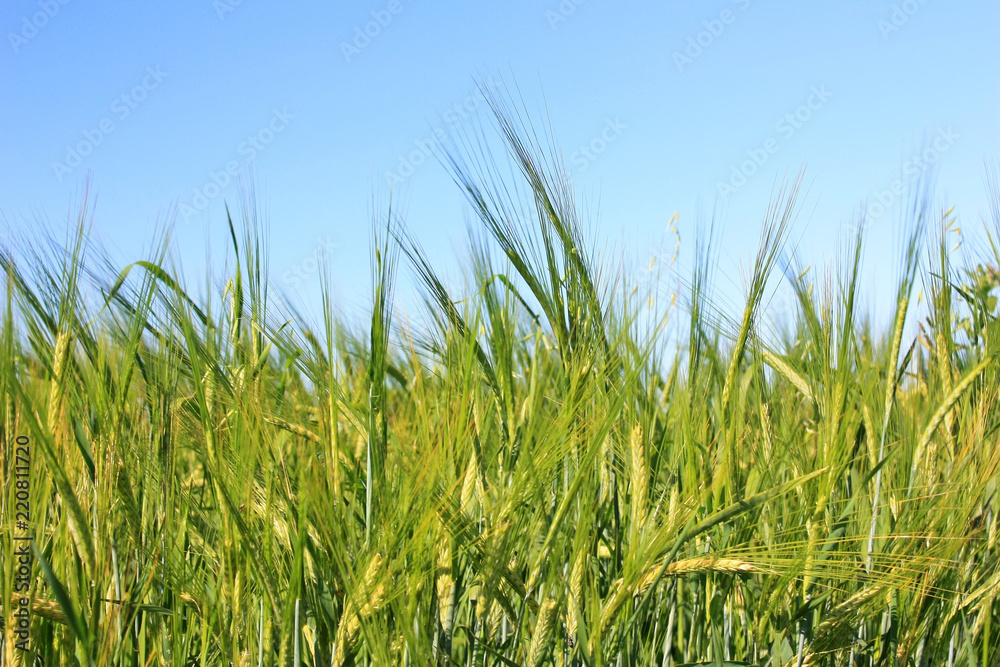 Wheat ears field
