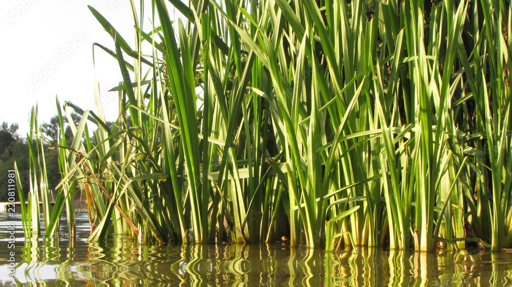 Fototapeta premium grass on a green background