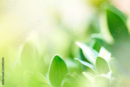 The background image is blurry green leaves feeling refreshed. And have a good environment. Make a background with copy space using as natural green plants , ecology concept