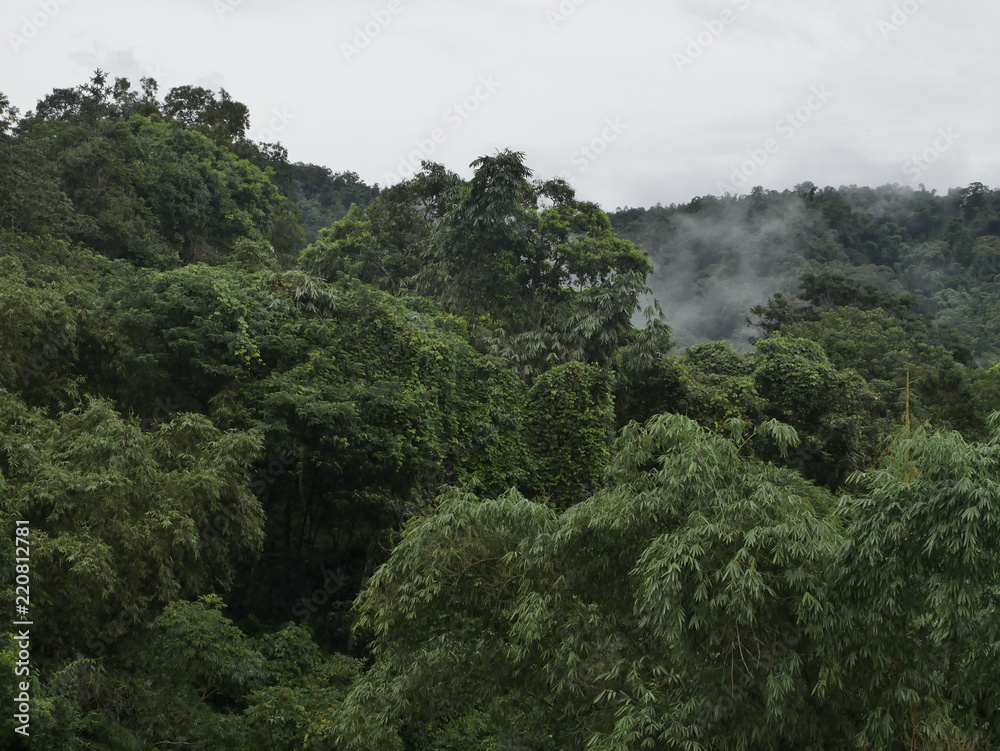 Jungle in Taiwan