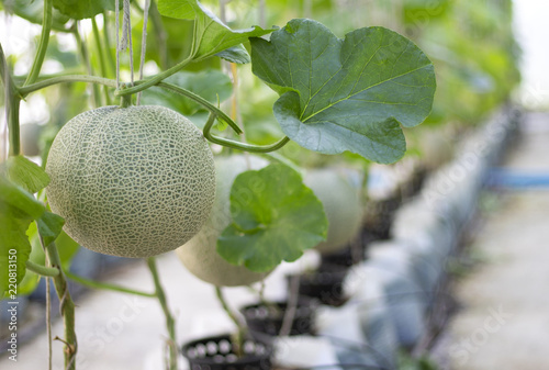 Melon large green, which has a sweet taste are grown in greenhouses.