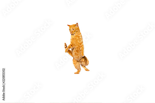 Dancing ginger cat isolated on a white background.