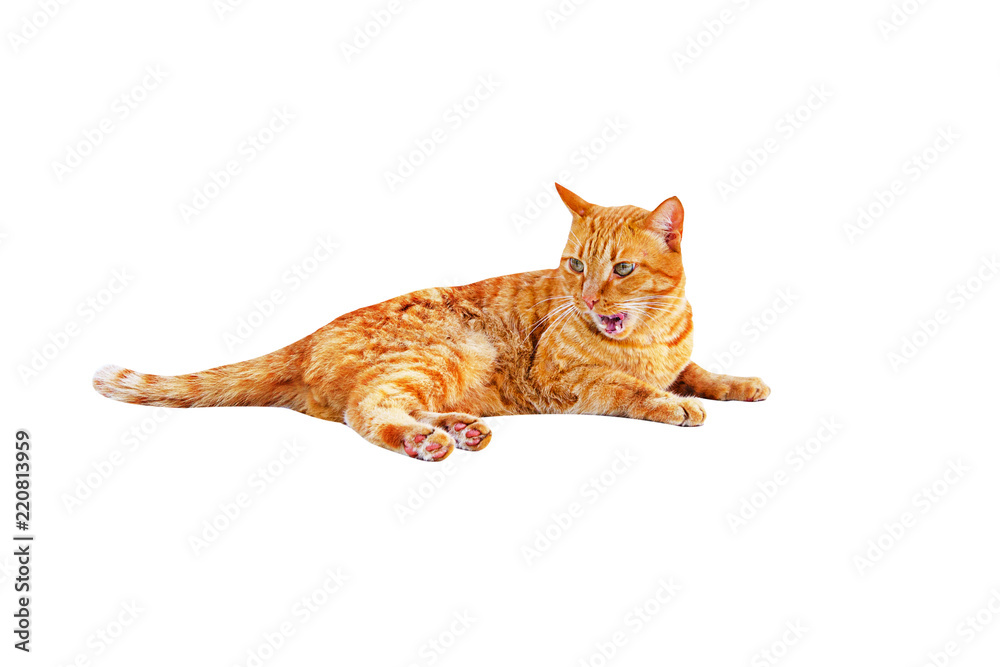 Naklejka premium Ginger cat lies and yawns isolated on a white background.