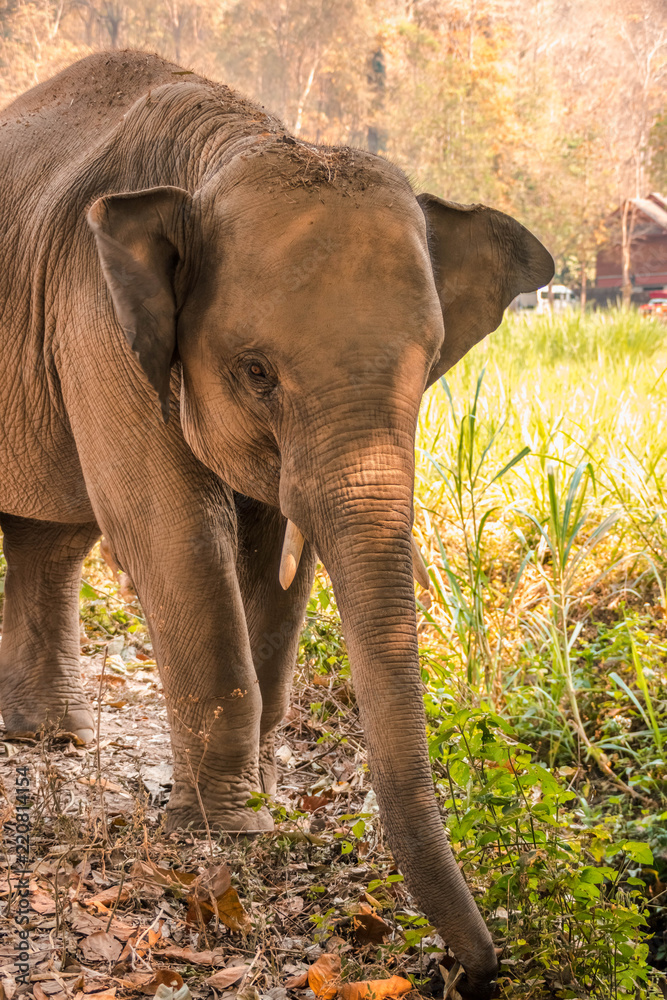 Fototapeta premium Santuario Elefante para la conservación de la especie al norte de Tailandia, Chiang Mai.