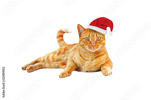 Ginger Christmas cat in Santa's cap lies and looks forward isolated on a white background.
