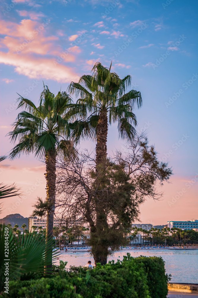 Fototapeta premium Postcard Palms