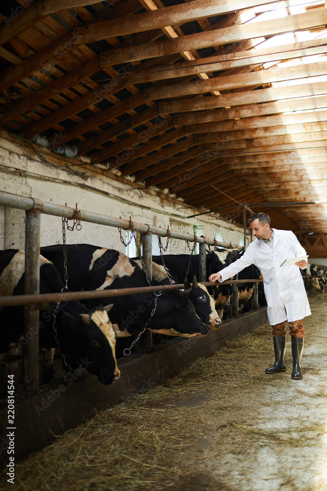 Full length portrait of mature farm worker wearing lab coat examining cows in cattle shed of dairy factory, copy space
