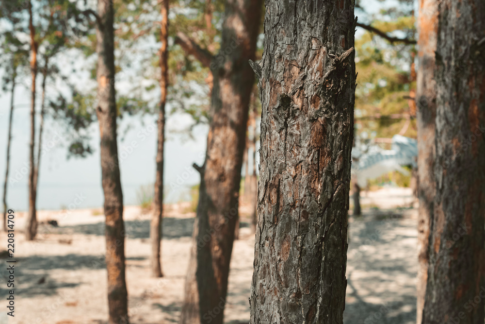 close up view of pine trees in forest on summer day close up view of pine trees in forest on summer day