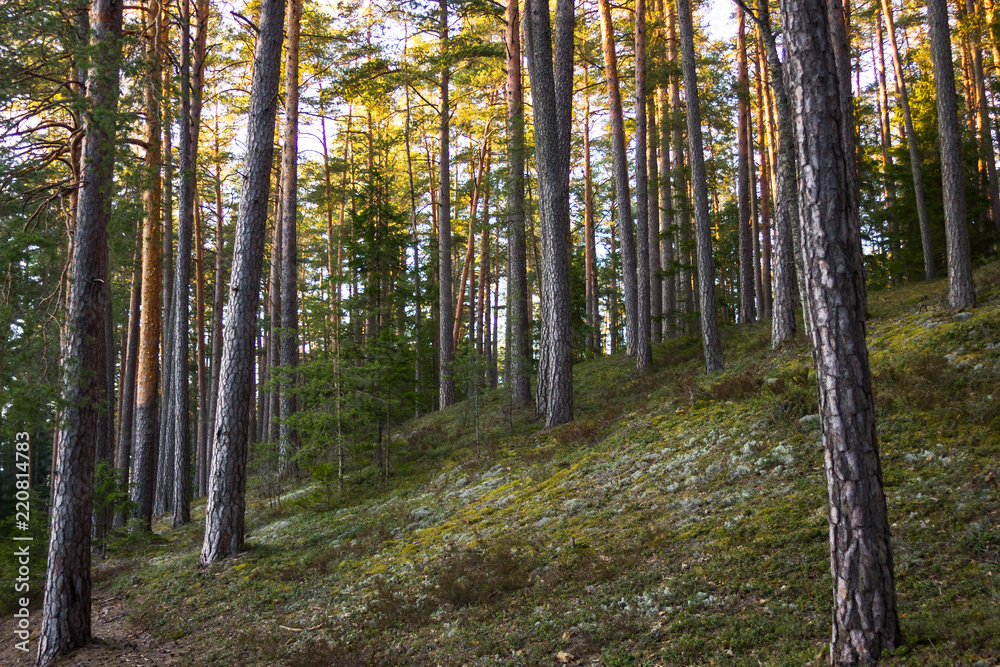 Obraz premium Sunny Spring Day in the Forest