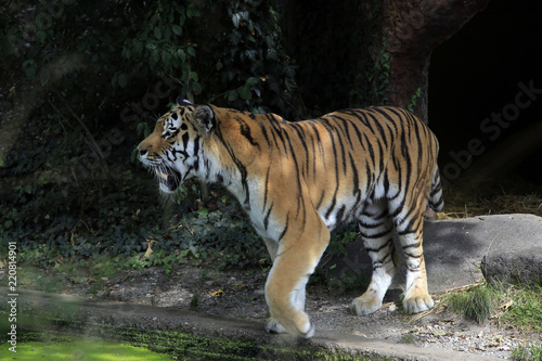 Sibirische Tiger  Panthera tigris altaica 