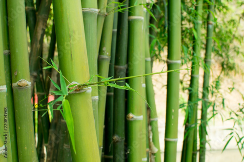 Fototapeta Naklejka Na Ścianę i Meble -  Green bamboo and blurred background